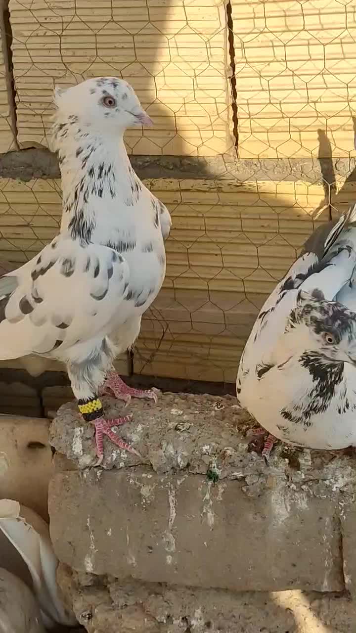 یک جفت کفتر خال قدیم ذات دار پرشی|پرنده|ساوه, |دیوار