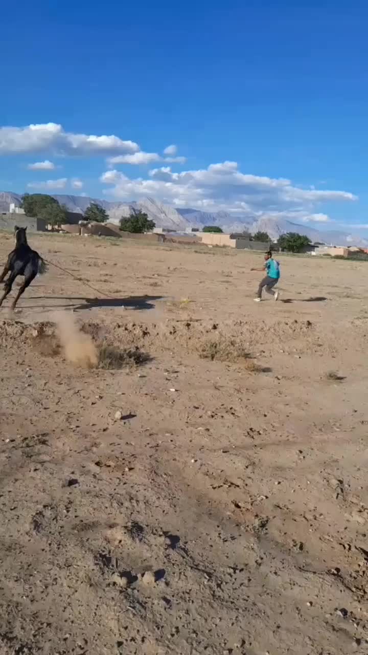 اسب کرد|اسب و تجهیزات اسب‌سواری|داورزن, |دیوار