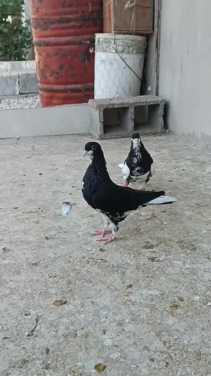 شهری سیاه|پرنده|برازجان, |دیوار