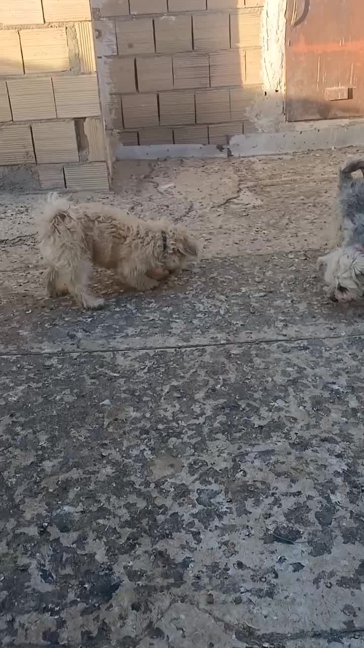 فروش سگ پاکوتاه نر و ماده شیتزو ماده شناسنامه دار|سگ|هشتگرد, هشتگرد قدیم|دیوار