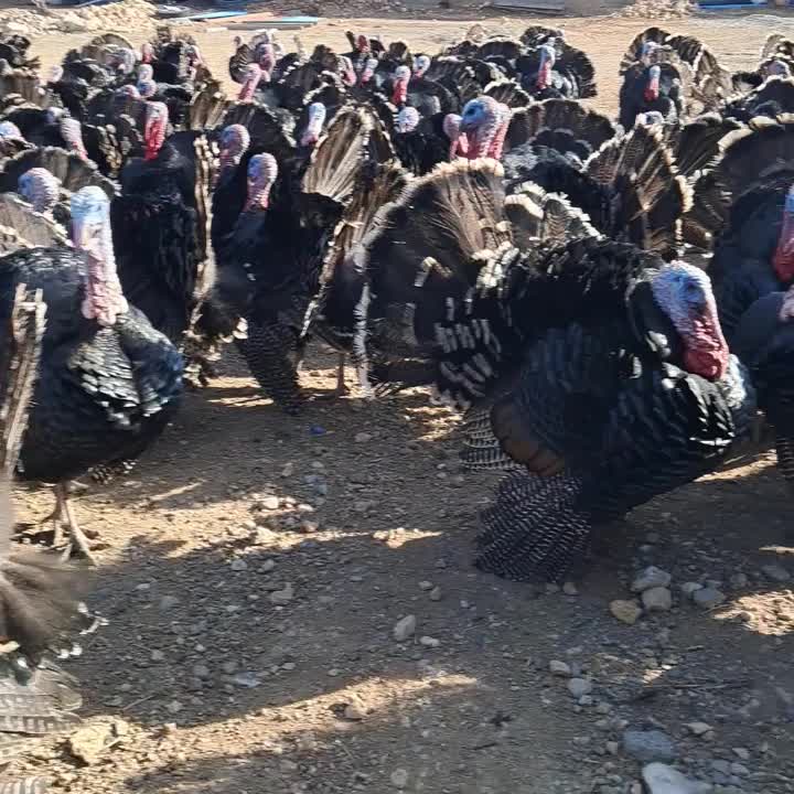 بوقلمون محلی|حیوانات مزرعه|شاهین دژ, |دیوار