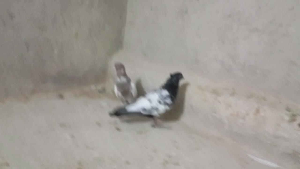 کبوتر سینه سیاه با سینه زرد|پرنده|شیروان (خراسان), |دیوار