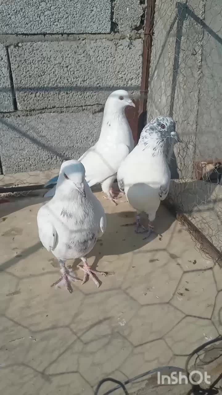 کفتر|پرنده|رودهن, |دیوار