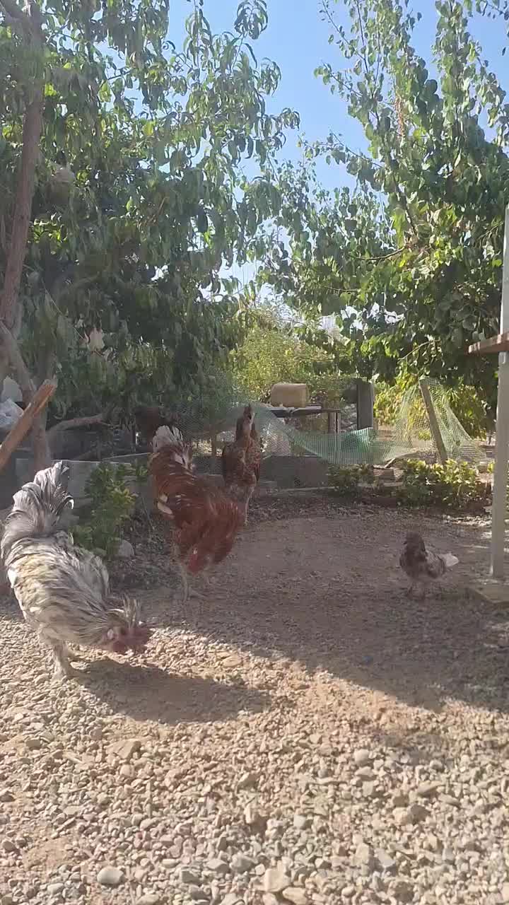 خروس لاری دو رگ یکساله|حیوانات مزرعه|کوهسار (البرز), |دیوار