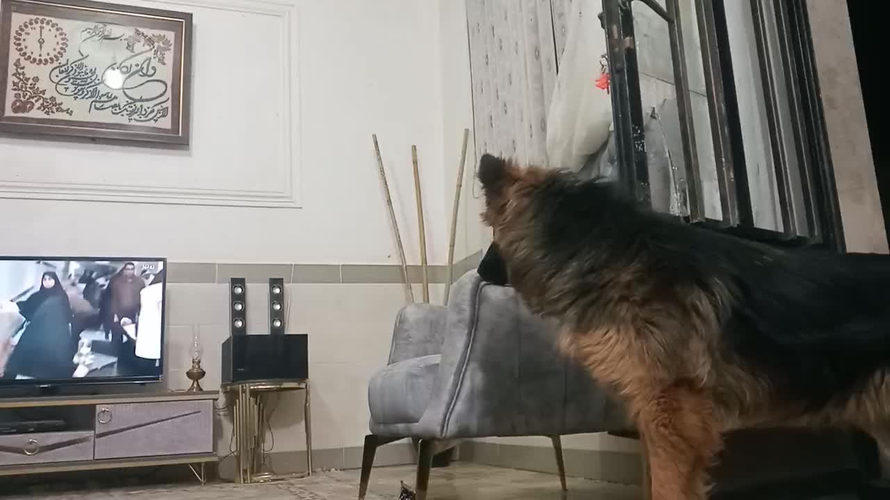 واگذاری ژرمن باهوش|سگ|زرند, |دیوار