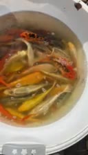 ماهی کوی نژاد|ماهی|رشت, یخسازی|دیوار