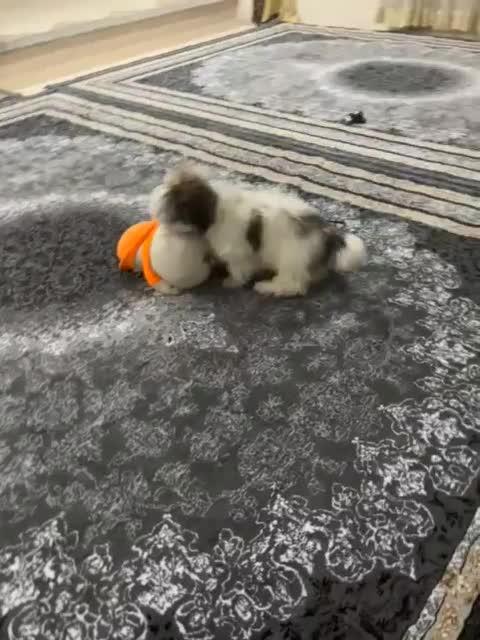 سگ پاکوتاه|سگ|سیرجان, |دیوار