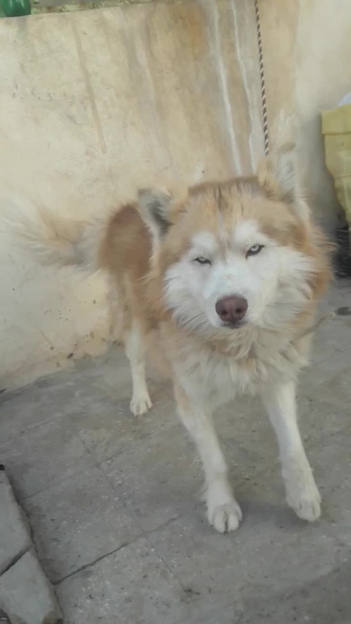 سگ هاسکی نرچشم یخی،پخش1953|سگ|خاش, |دیوار