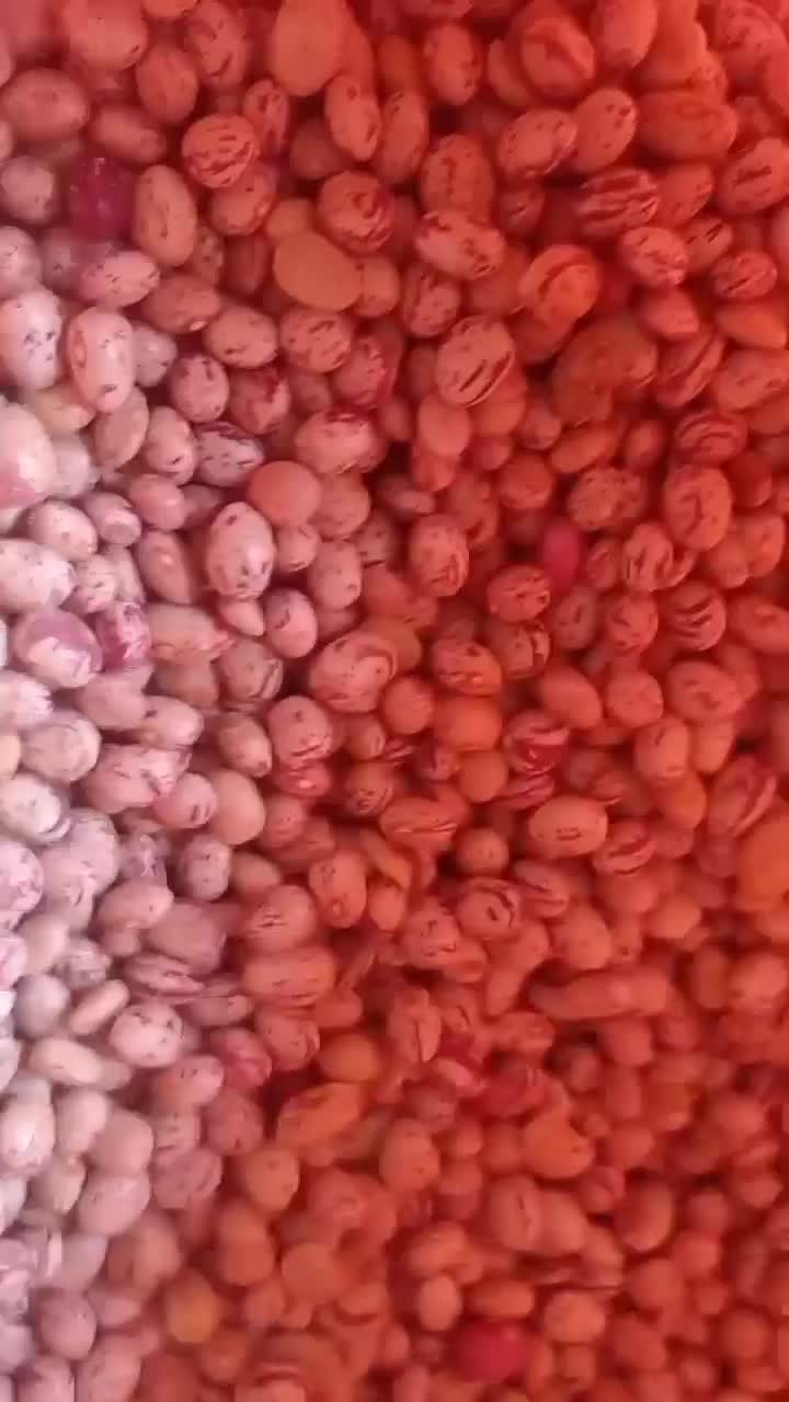 لوبیا چیتی قرمز نقد درمحل|خوردنی و آشامیدنی|سجاس رود, |دیوار