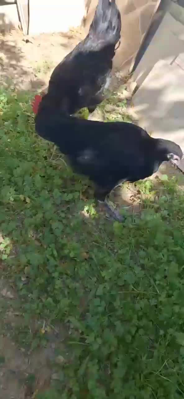 مرغ و خروس نیمچه نژاد اصل استرالوپ|حیوانات مزرعه|کرمانشاه, |دیوار