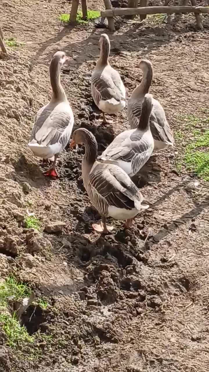 غاز|حیوانات مزرعه|تالش, تالش|دیوار