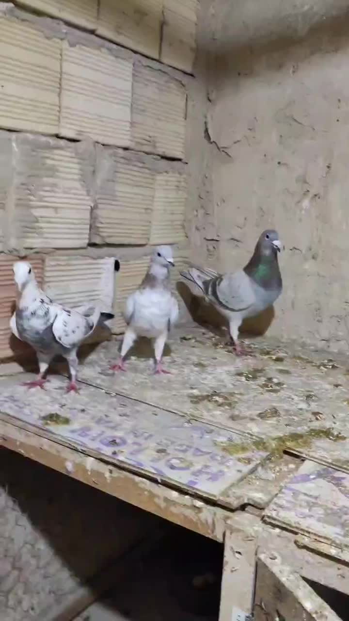 کبوتر سرور|پرنده|رباط‌کریم, نصیرشهر|دیوار