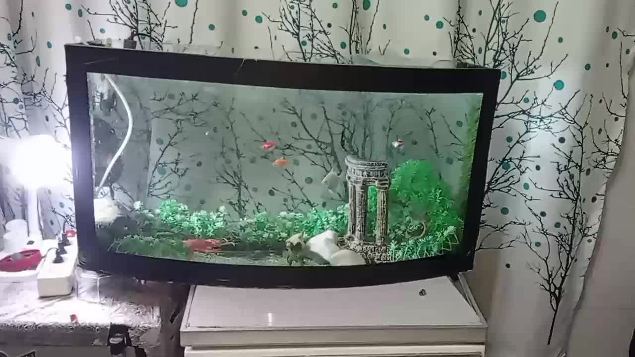 آکواریوم|ماهی|ارومیه, |دیوار