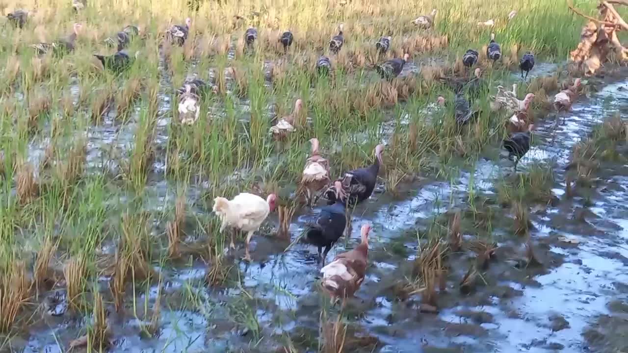 بوقلمون‌‌‌محلی‌|حیوانات مزرعه|لنگرود, |دیوار