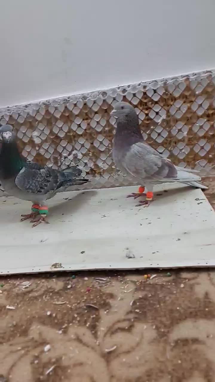 کبودر|پرنده|مشهد, انصار|دیوار