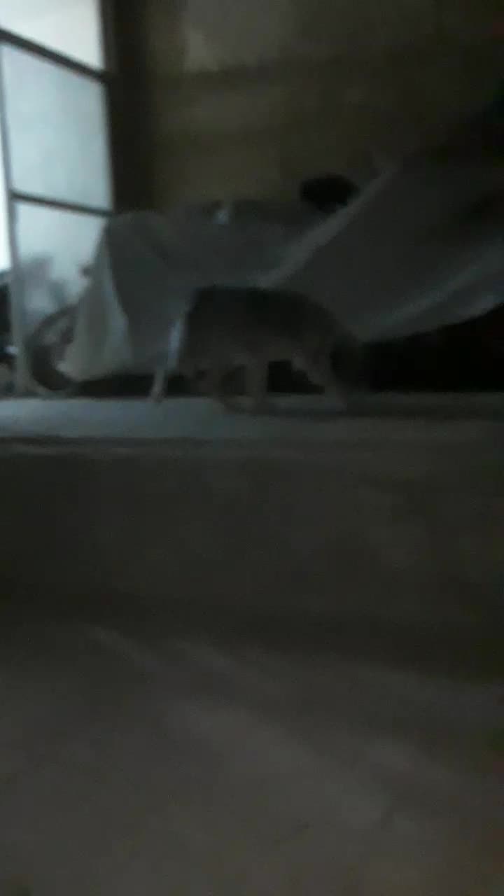 توله سگ ماده قدرجونی ریشی گله ای|سگ|اصفهان, کوی امیریه|دیوار