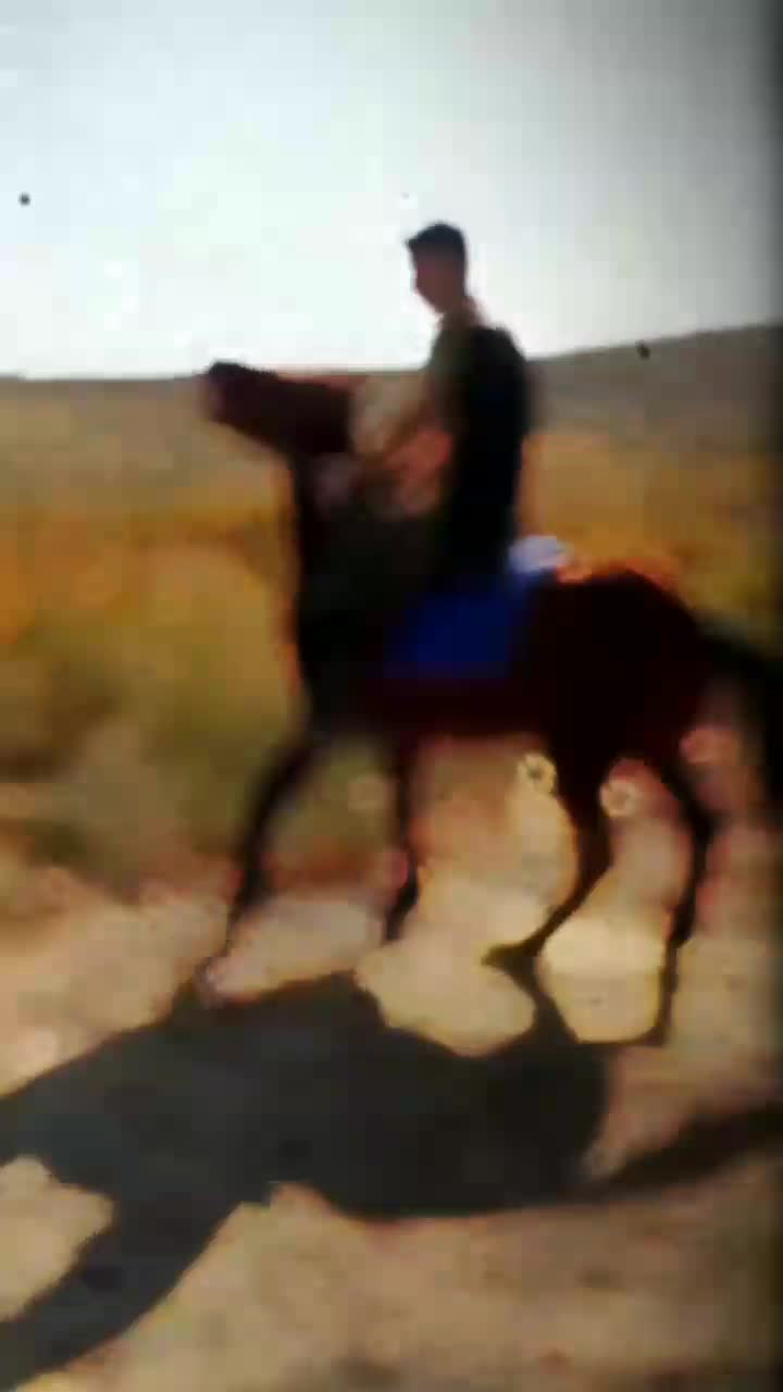 اسب نریان|اسب و تجهیزات اسب‌سواری|سبزوار, زینبیه|دیوار