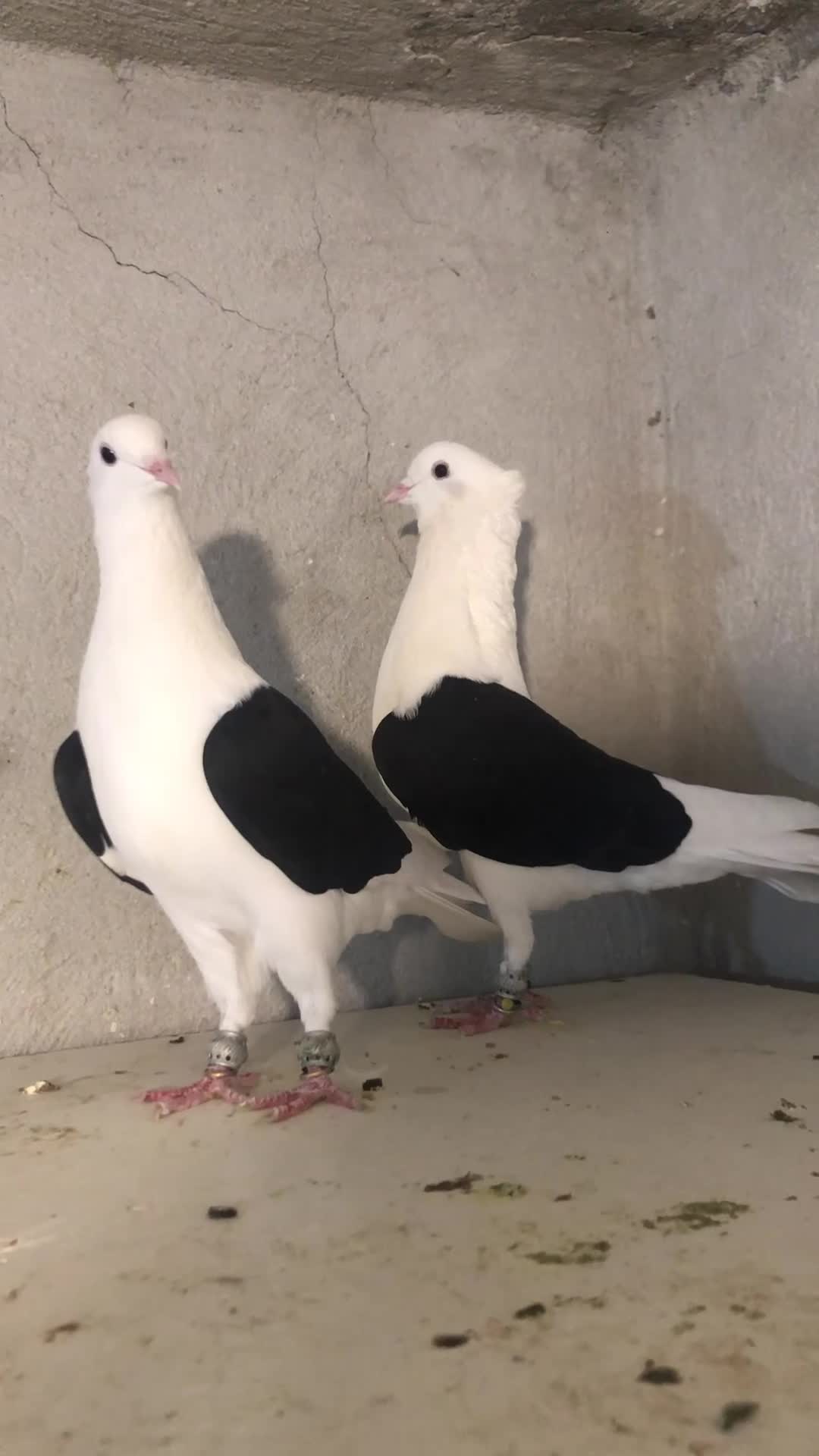 کبوتر پشت دار|پرنده|تاکستان, |دیوار