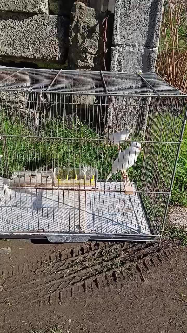 قناری|پرنده|لاهیجان, لیل|دیوار