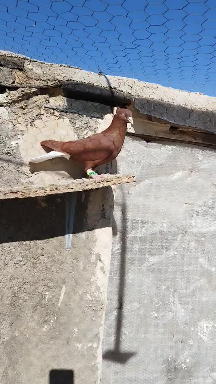 دوجفت دم سفید سیاه و زرد و سرخ|پرنده|تاکستان, |دیوار