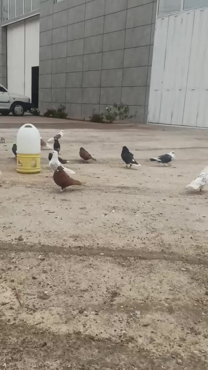 نر پلنگ|پرنده|چگنی, |دیوار