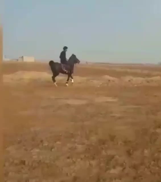 اسب|اسب و تجهیزات اسبسواری|زنجان, |دیوار