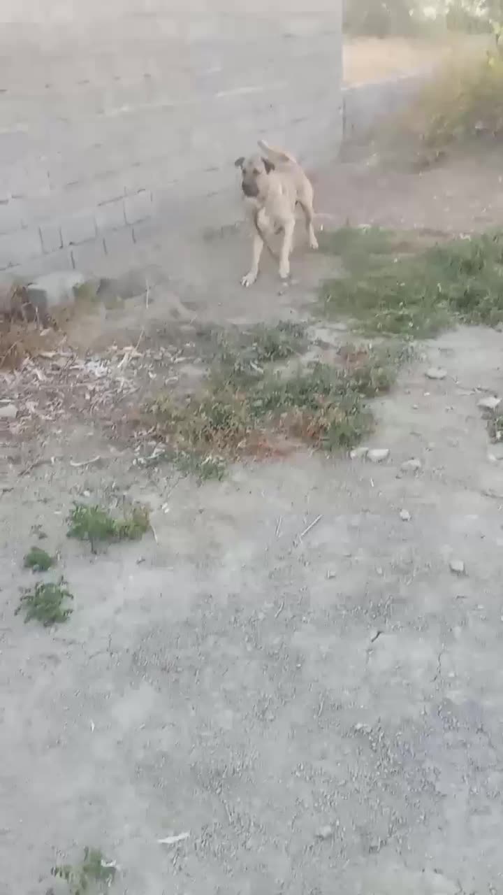 نرعراقی گمشده|حیوانات|ارومیه, |دیوار