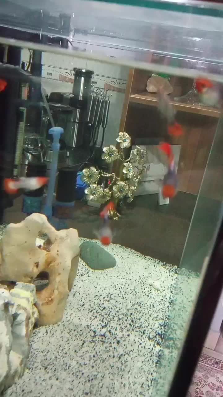 آکواریوم  با ماهی گوپی بالن گرید a لوچ دلقک|ماهی|اسلام‌شهر, شهرک انبیا|دیوار