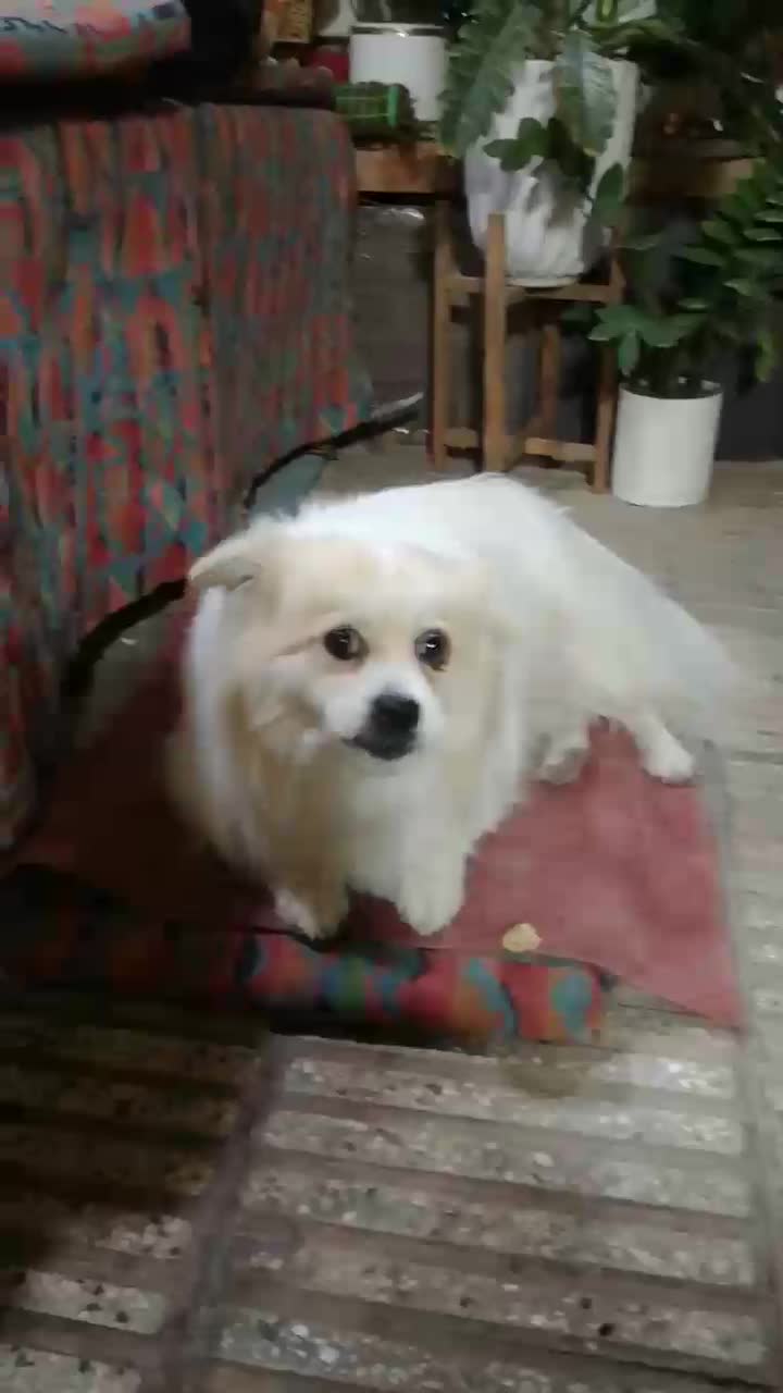 سگ آپارتمان|سگ|پاکدشت, پاکدشت (مامازند)|دیوار