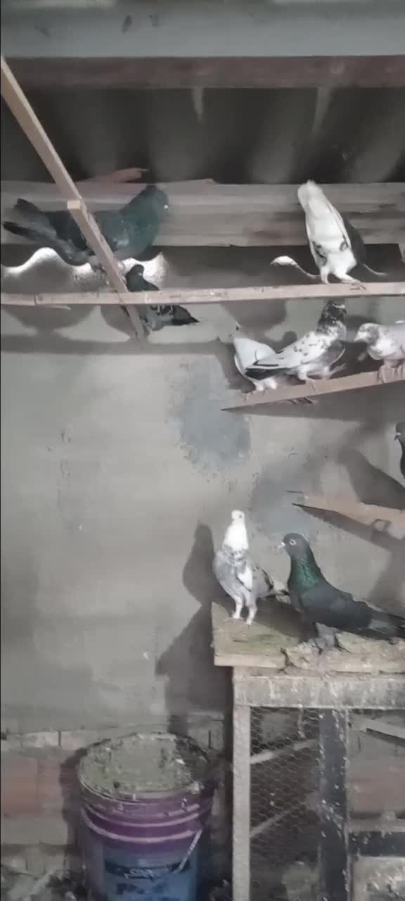 تعدادی کبوتر ب فروش میرسد|پرنده|بندر ترکمن, |دیوار