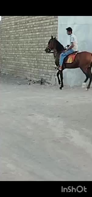 سلام اسب نریان به فروش می رسد|اسب و تجهیزات اسب‌سواری|رفسنجان, |دیوار