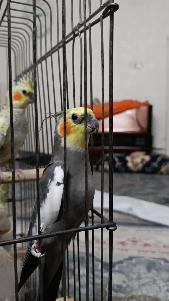 عروس هلندی سخنگو|پرنده|اردبیل, |دیوار