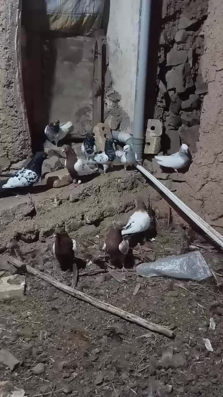 10 عدد کله زرد و سیاه وطوقی|پرنده|تربتحیدریه, رجایی|دیوار