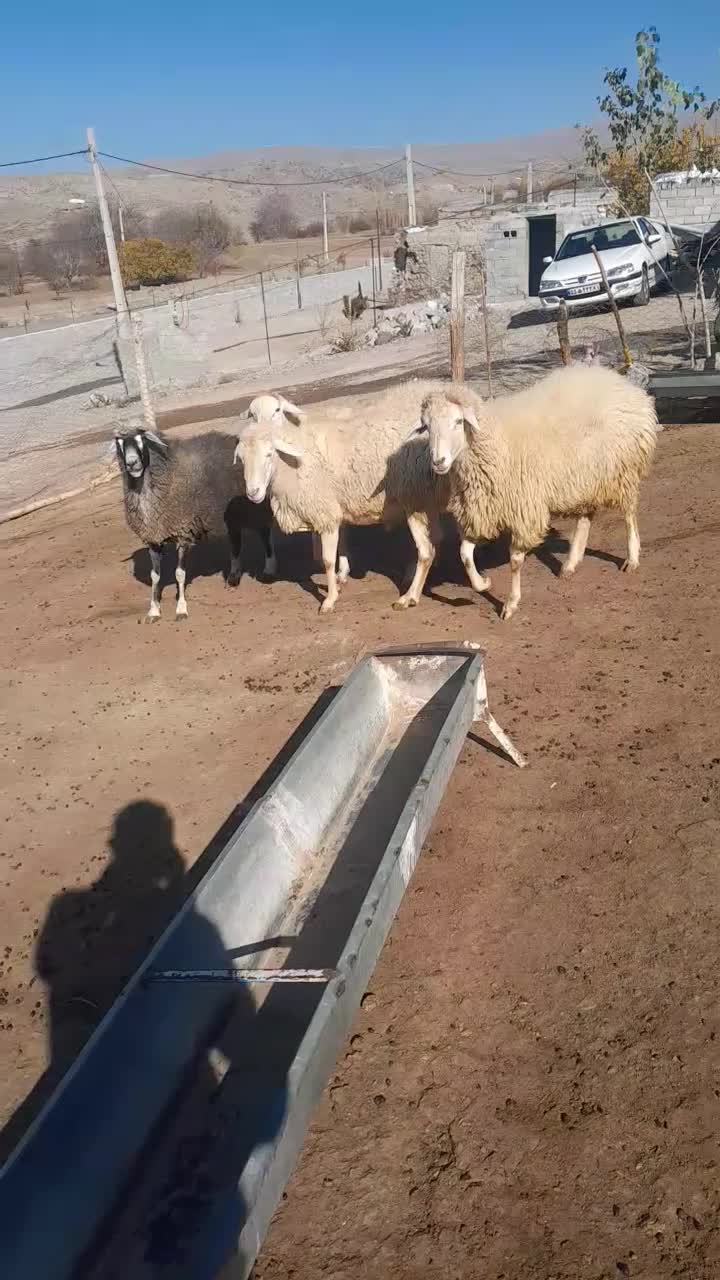 قوچ چهار دندون|حیوانات مزرعه|ارشق, |دیوار