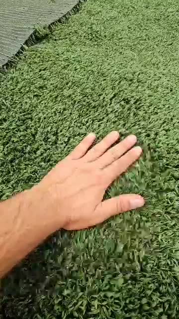 چمن مصنوعی  نو و کارکرده|مصالح و تجهیزات ساختمان|مشهد, حجاب (شهرک غرب)|دیوار