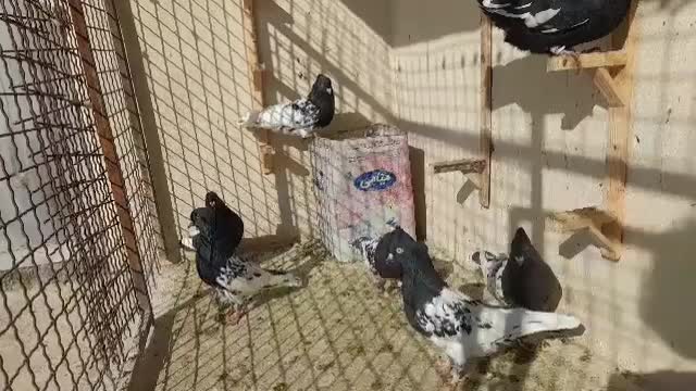 کله سیاه سینه زرد|پرنده|مشهد, هفت تیر (نه دره)|دیوار