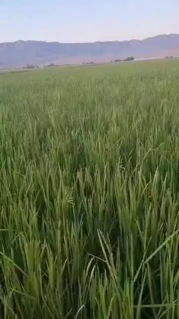 فروش زمین کشاورزی|فروش دفتر صنعتی، کشاورزی، تجاری|بانش, |دیوار