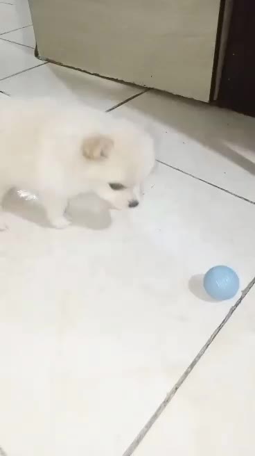 پامرانین عروسکی سفیدصدفی اصیل قیمت ۲۰|سگ|تهران, سعادتآباد|دیوار