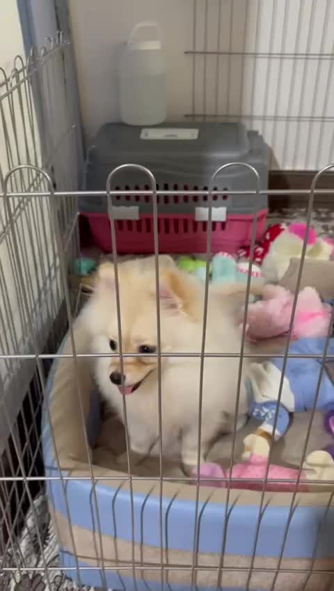 سگ پامرین|سگ|گرگان, |دیوار