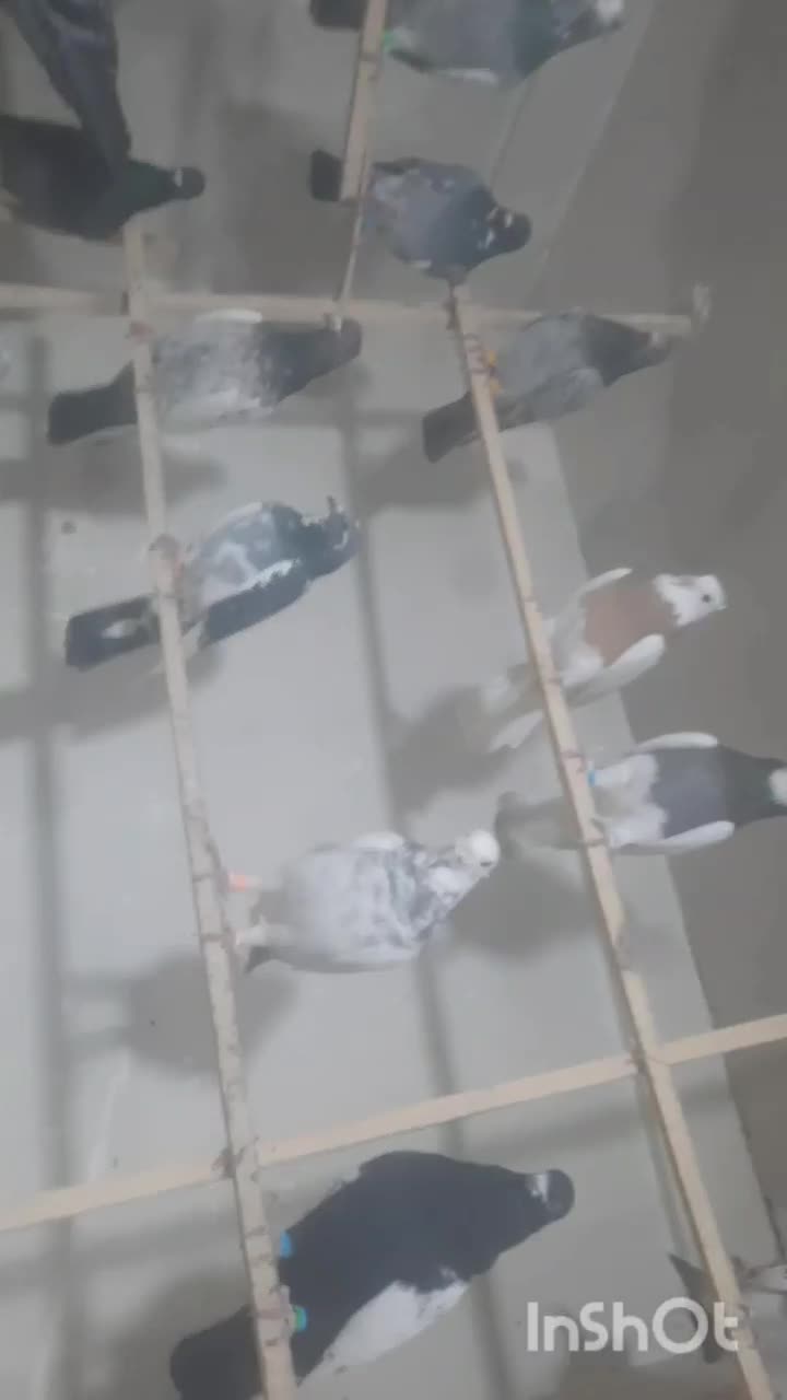 ۶۰تا پرشی|پرنده|تاکستان, |دیوار