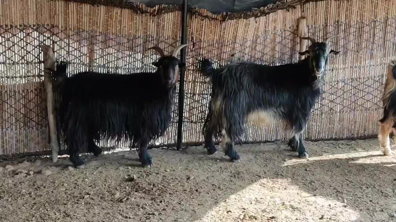 بز داشتی ابست|حیوانات مزرعه|مهران (ایلام), |دیوار