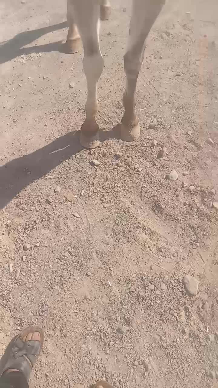 اسب مادیون|اسب و تجهیزات اسبسواری|میبد, |دیوار