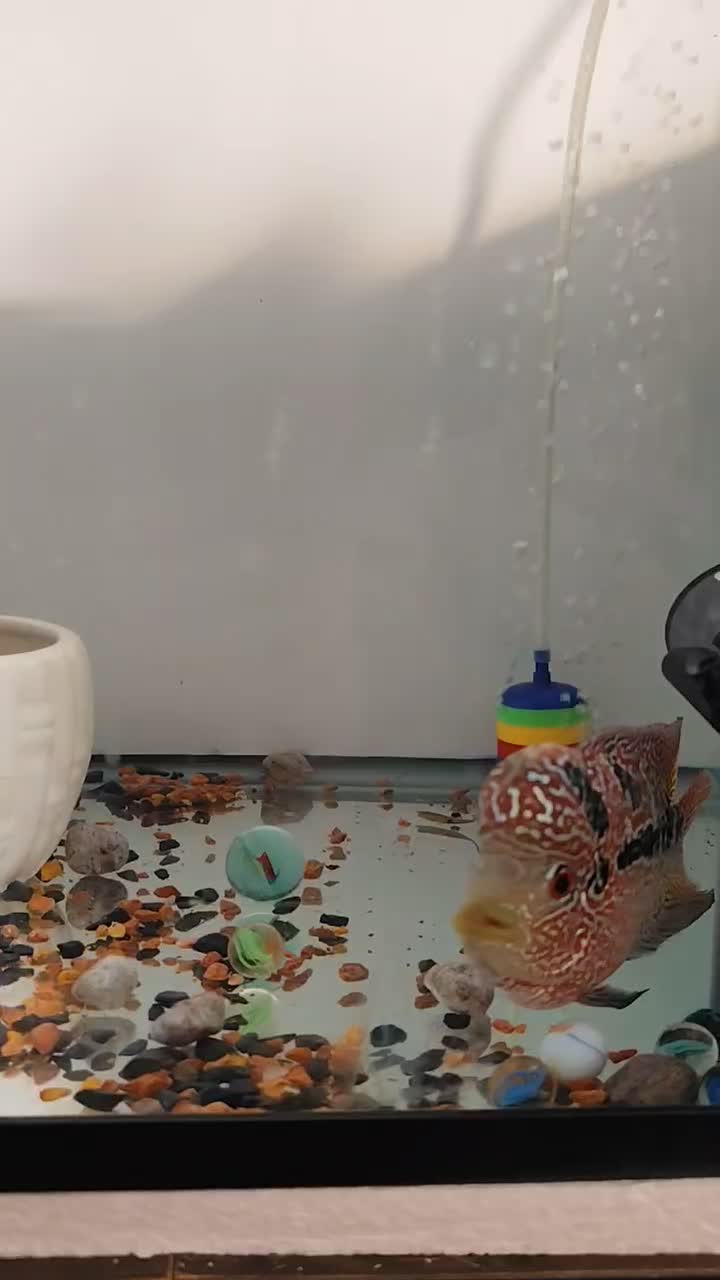 فلاور KML|ماهی|اندیشه, اندیشه فاز ۴|دیوار