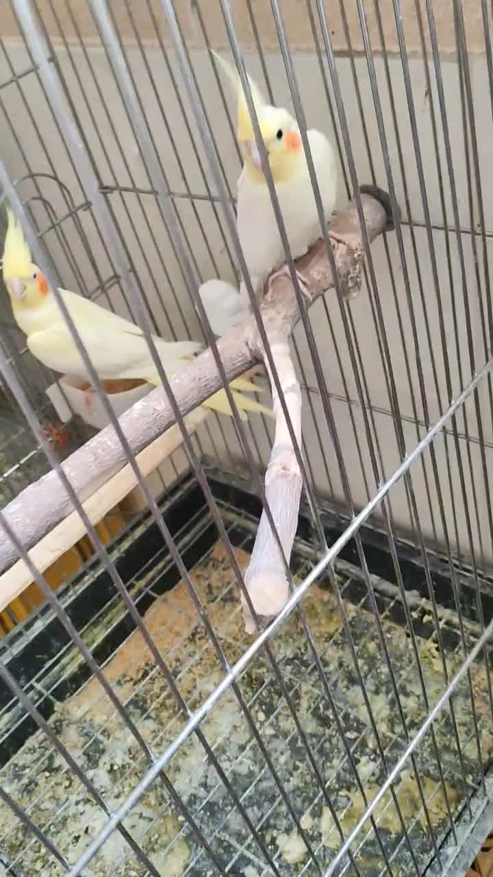 جفت عروس هلندی با جوجه|پرنده|ملایر, |دیوار