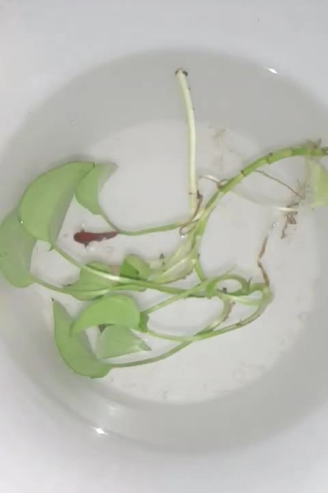 ماهی فایتر|ماهی|کرج, حصارک پایین|دیوار