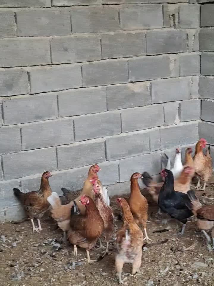 مرغ و خروس|حیوانات مزرعه|بهبهان, |دیوار
