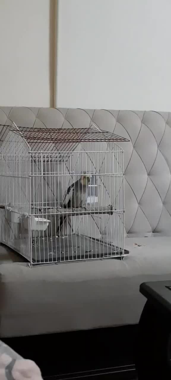 عروس هلندی|پرنده|تهران, جمال‌زاده|دیوار