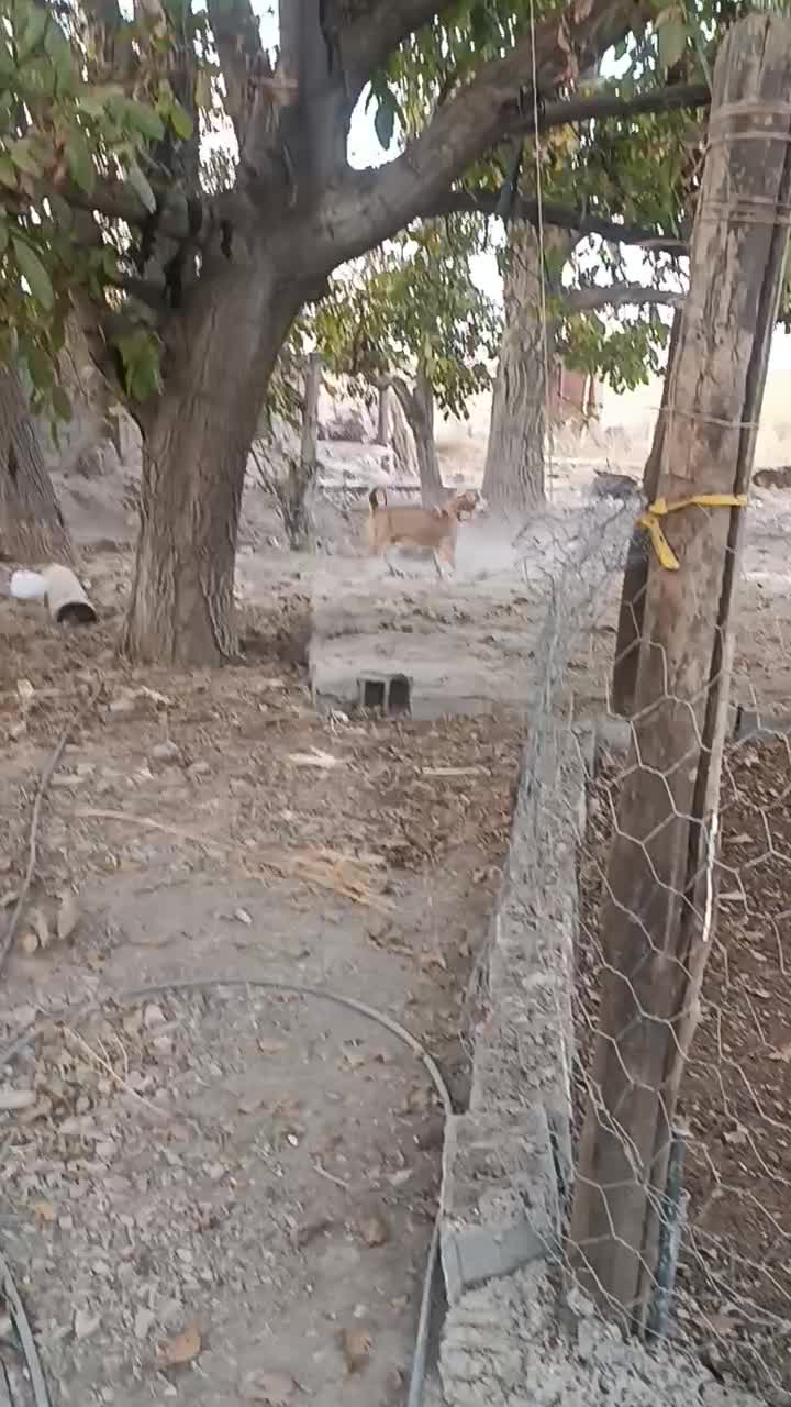 ماده.پژدر|سگ|گلبهار, شهر جدید گلبهار|دیوار