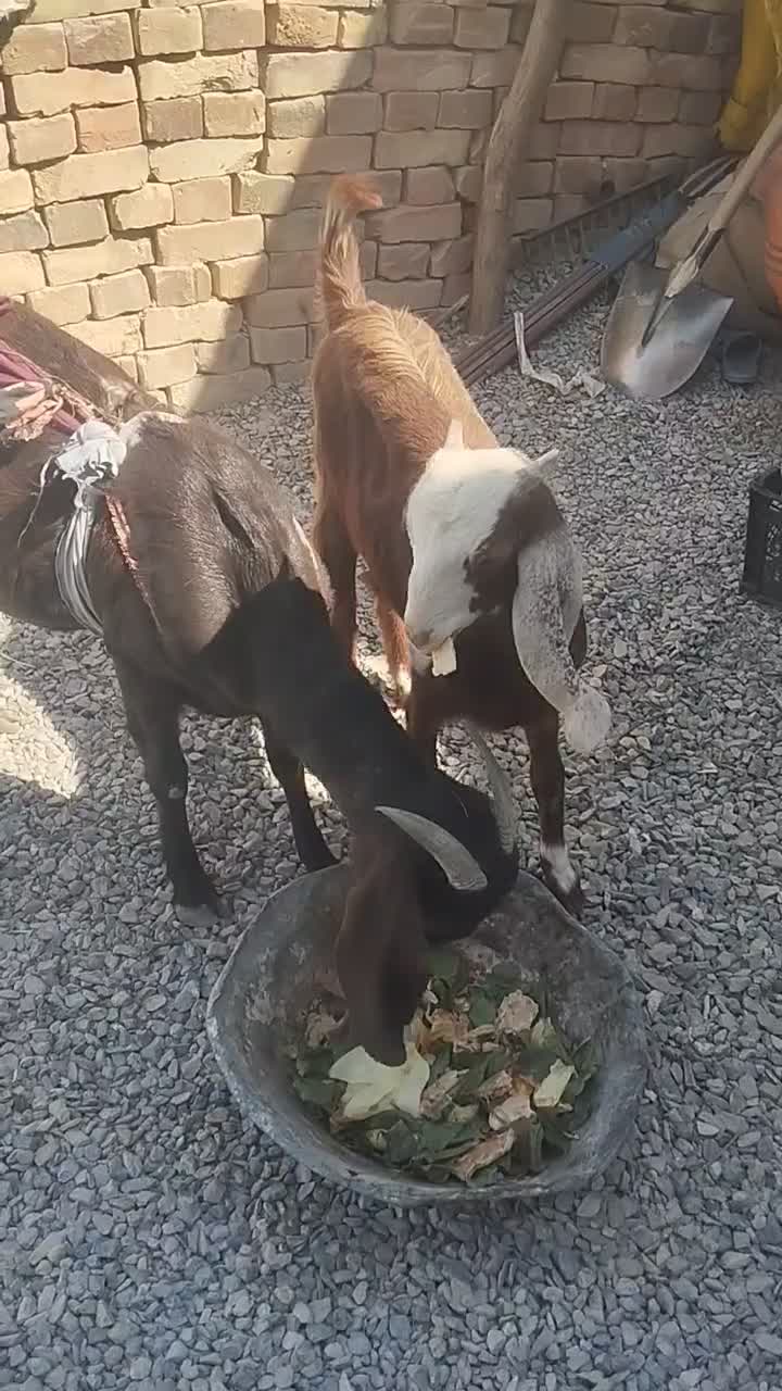 فروش بز|حیوانات مزرعه|خاش, |دیوار