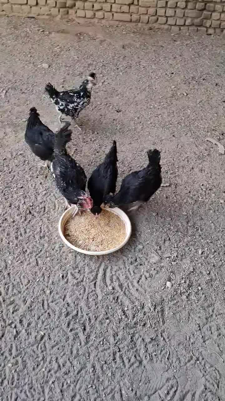 مرغ وخروس گلین|حیوانات مزرعه|اصفهان, کشاورزی|دیوار